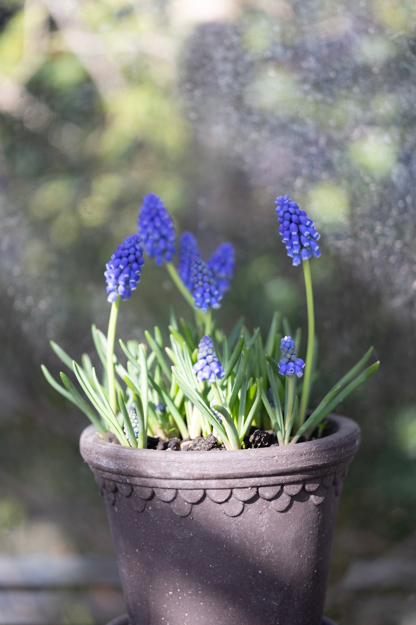 Perlehyacinter - Alt om dyrkning og pasning af perlehyacinter